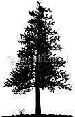 pine tree Image